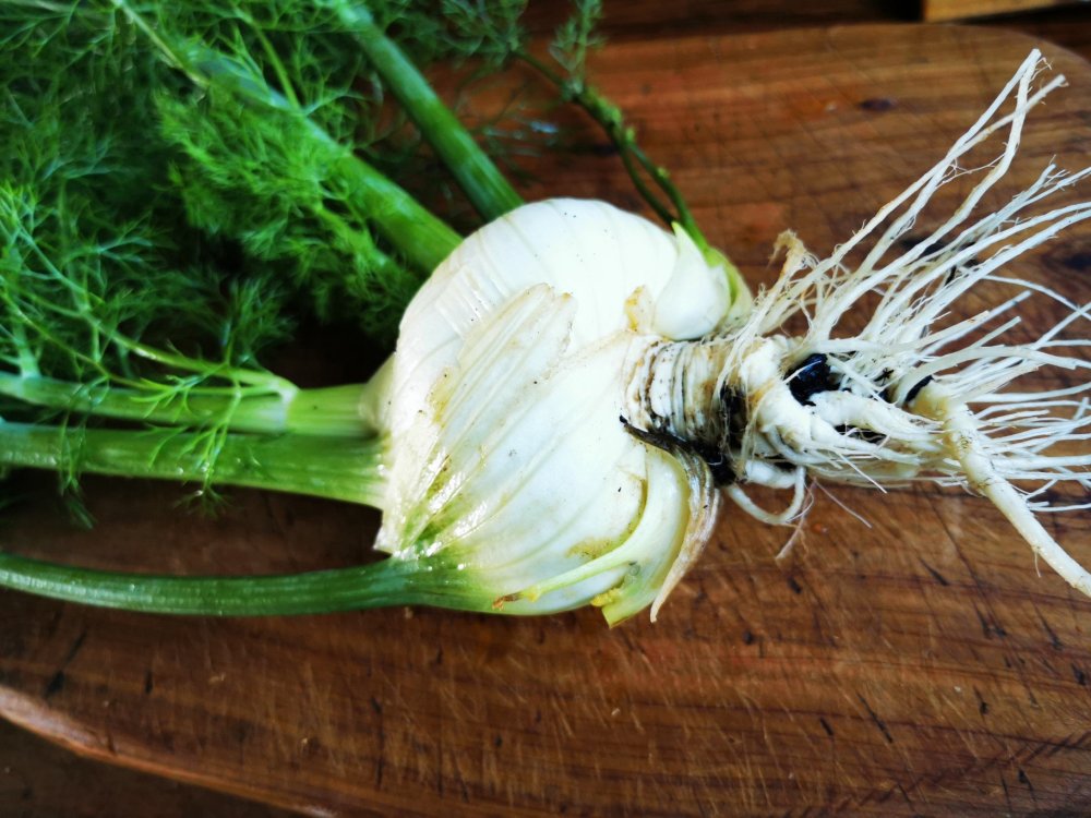 Fennel bulb