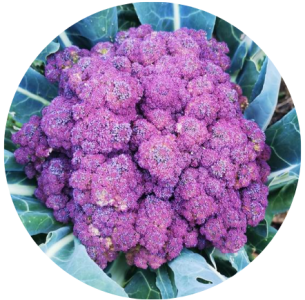 food ripe from my garden